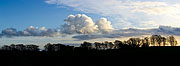 Golden Sky