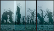 Trees of Tara (1-4)