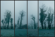 Trees of Tara (5-8)